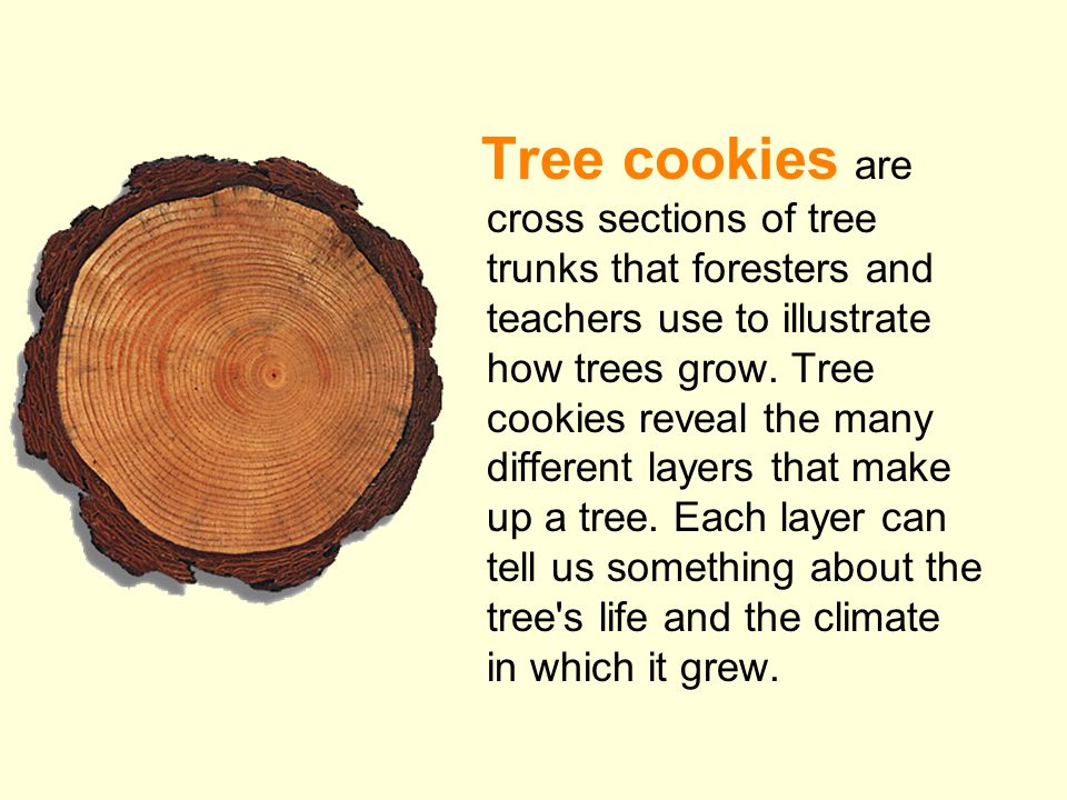 Tree cookies are cross sections of tree trunks that foresters and teachers use to illustrate how trees grow.