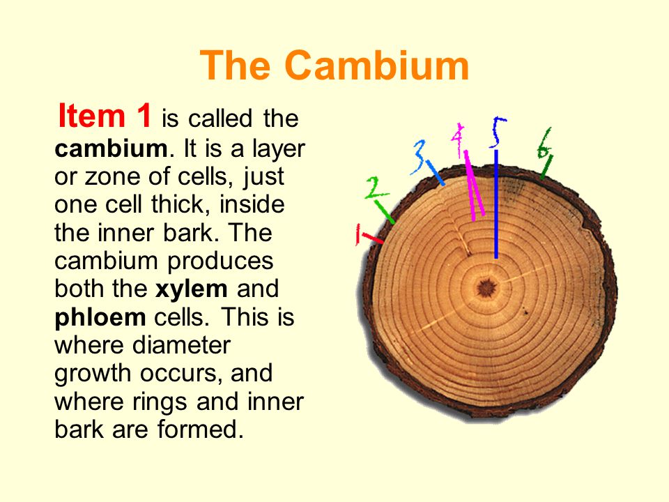 The Cambium