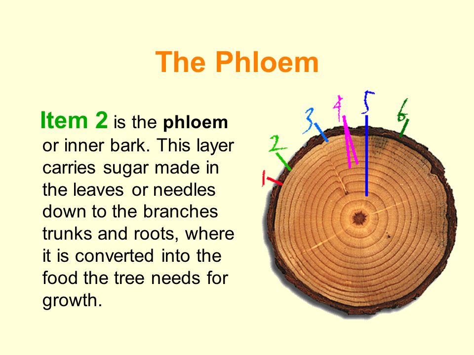 The Phloem