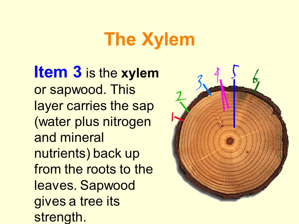 The Xylem