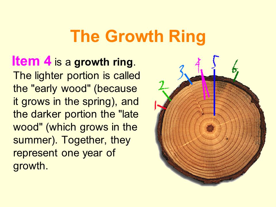 The Growth Ring