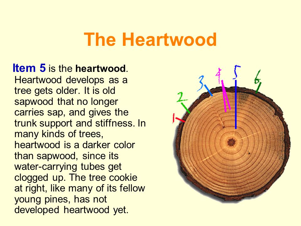 The Heartwood