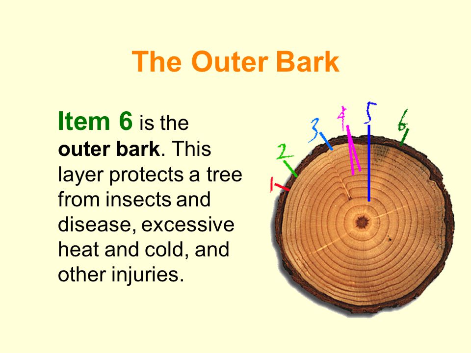 The Outer Bark Item 6 is the outer bark.