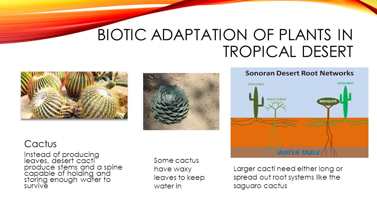 The Desert Biomes tropical and polar By: Emily Griffin. - ppt video online  download