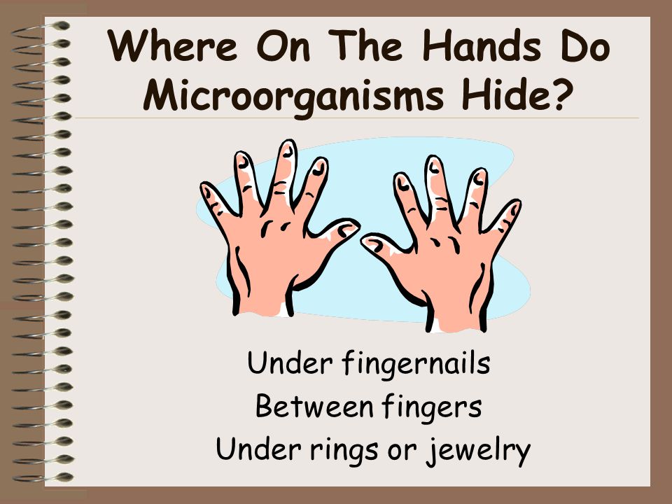 Where On The Hands Do Microorganisms Hide
