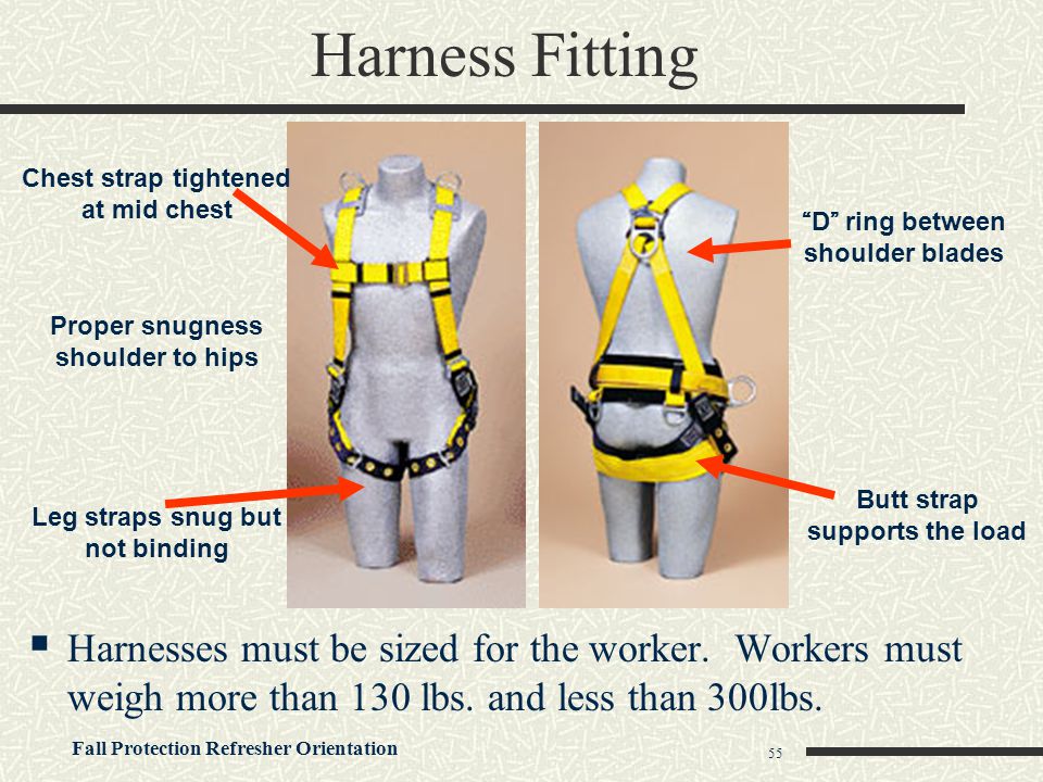 Harness Fitting Chest strap tightened at mid chest. D ring between shoulder blades. Proper snugness shoulder to hips.