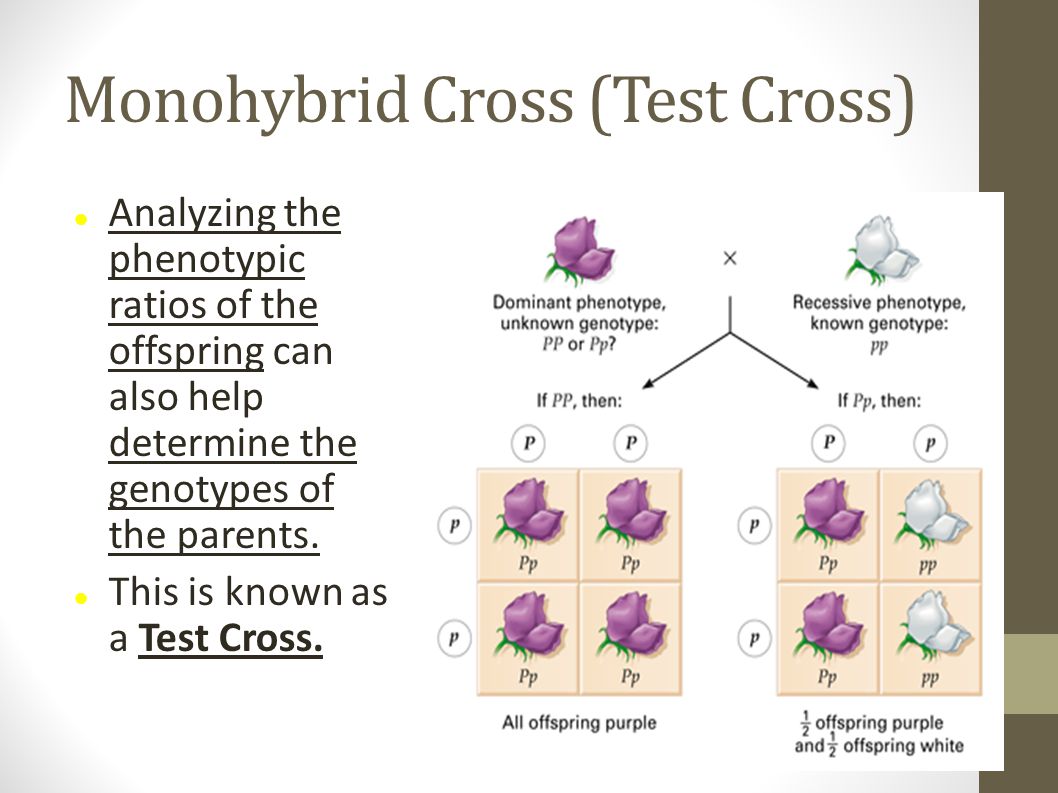 Моногибрид. Monohybrid. Monohybrid Cross. Кросс тест. Кросс тест микробиология.