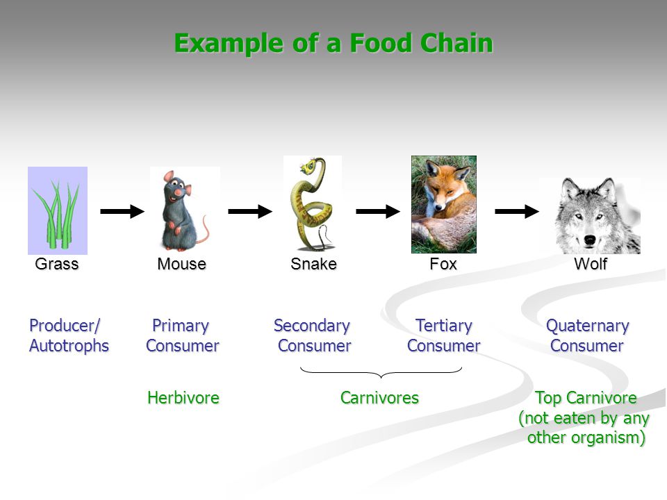 1.11: Food Chains and Food Webs - ppt video online download