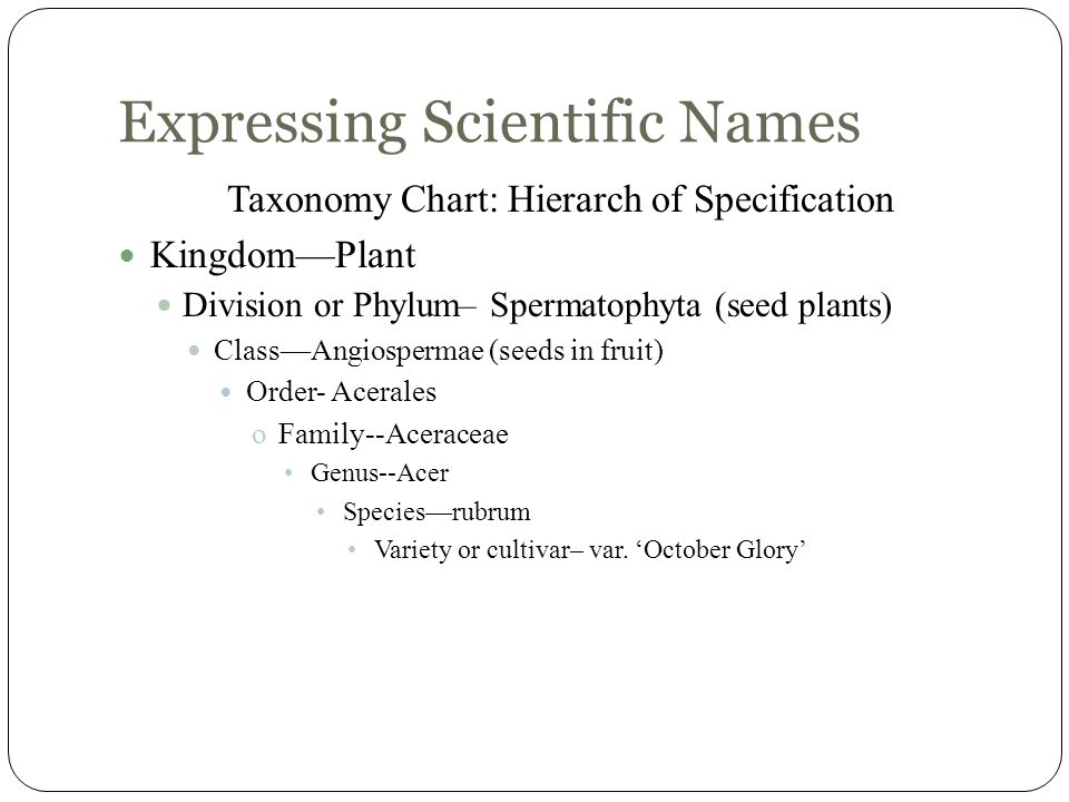 Scientific Name Chart