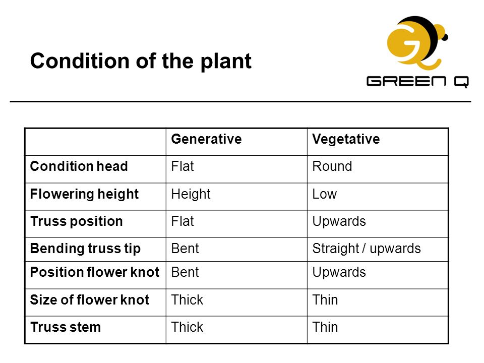 Condition of the plant Generative Vegetative Condition head Flat Round