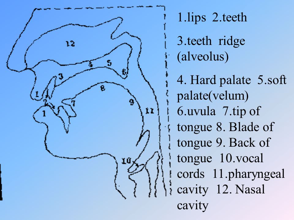 1.lips 2.teeth 3.teeth ridge (alveolus)