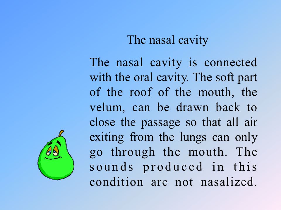 The nasal cavity