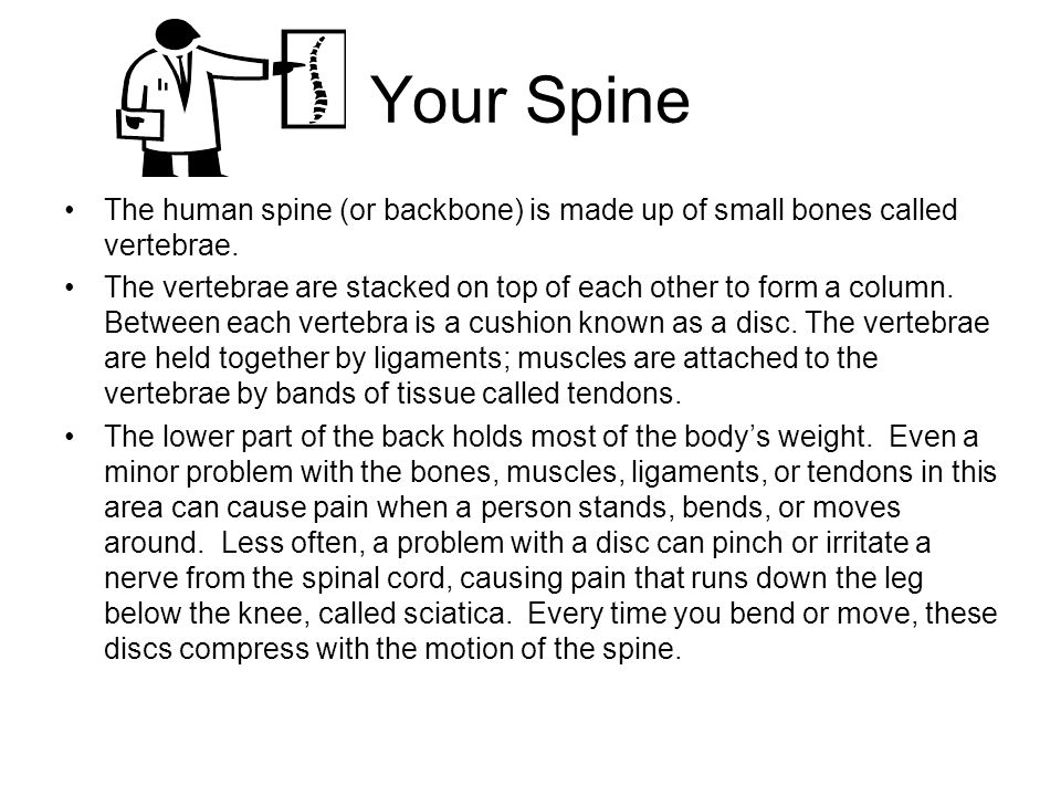 Your Spine The human spine (or backbone) is made up of small bones called vertebrae.