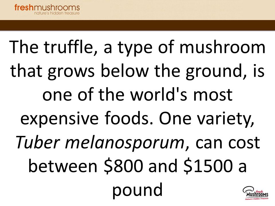 The truffle, a type of mushroom that grows below the ground, is one of the world s most expensive foods.