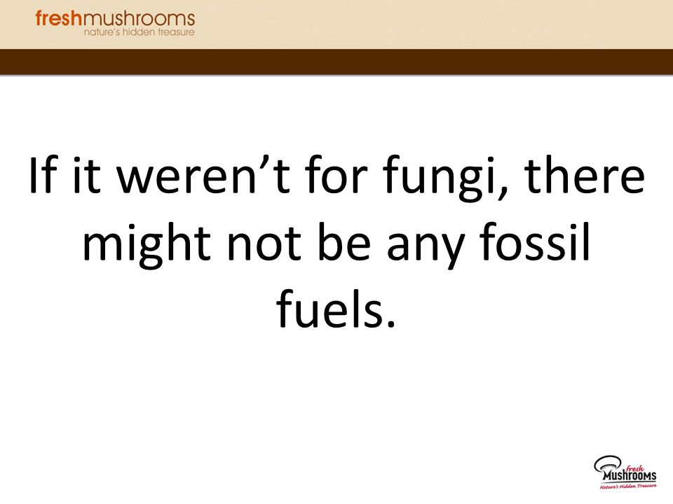 If it weren’t for fungi, there might not be any fossil fuels.