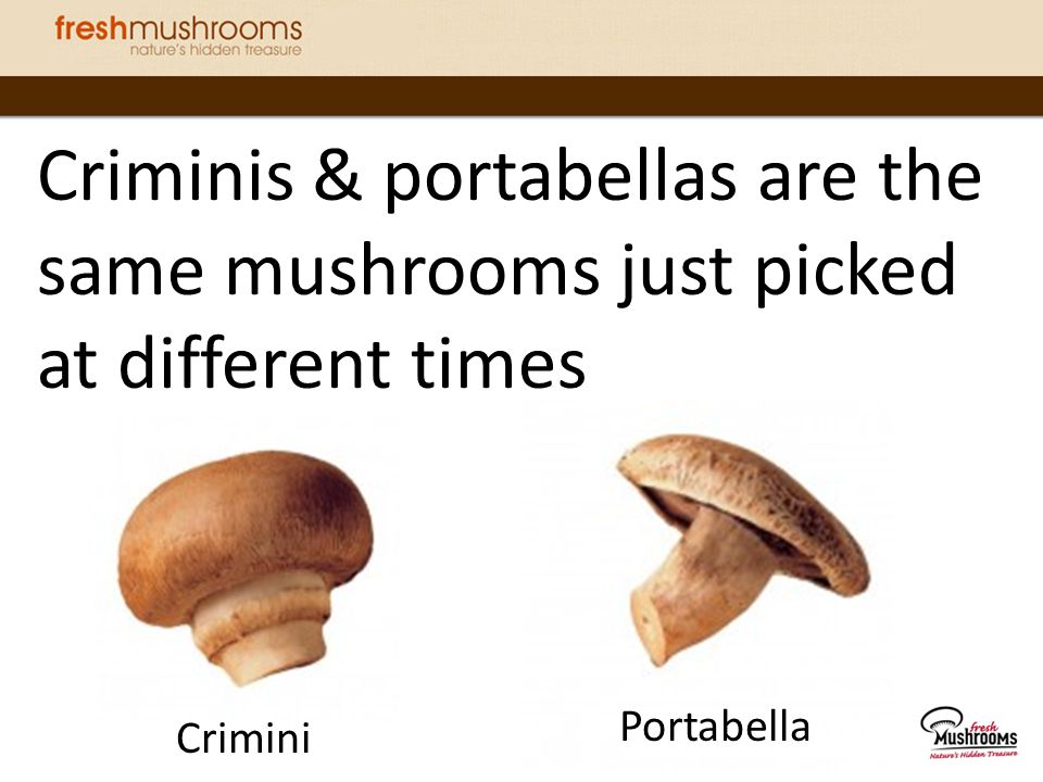Criminis & portabellas are the same mushrooms just picked at different times