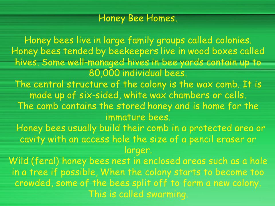 Honey bees live in large family groups called colonies.
