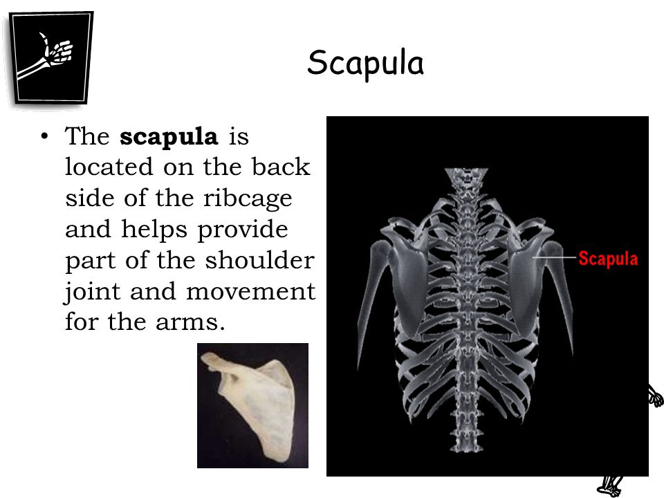 Scapula The scapula is located on the back side of the ribcage and helps provide part of the shoulder joint and movement for the arms.