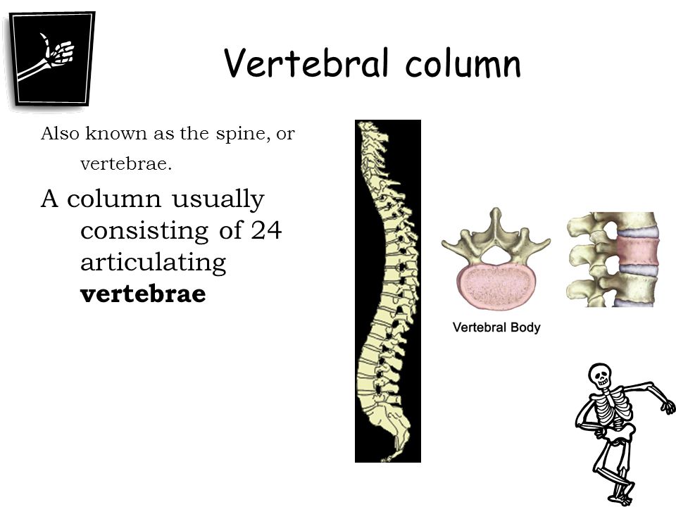 Vertebral column Also known as the spine, or vertebrae.