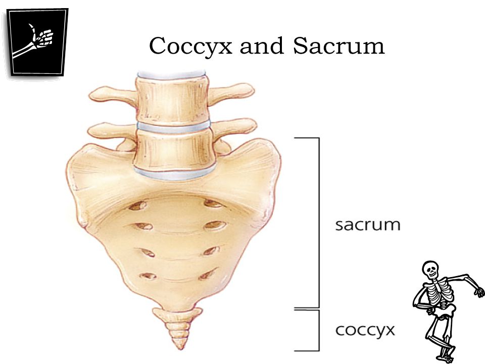 Coccyx and Sacrum