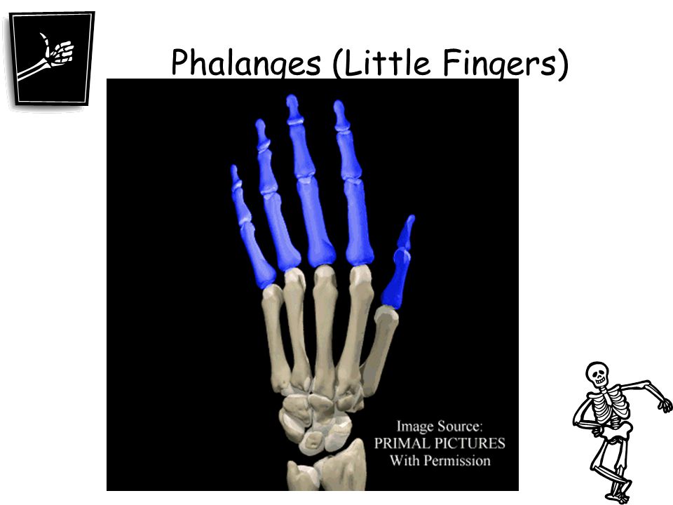 Phalanges (Little Fingers)