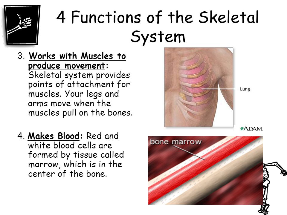 4 Functions of the Skeletal System