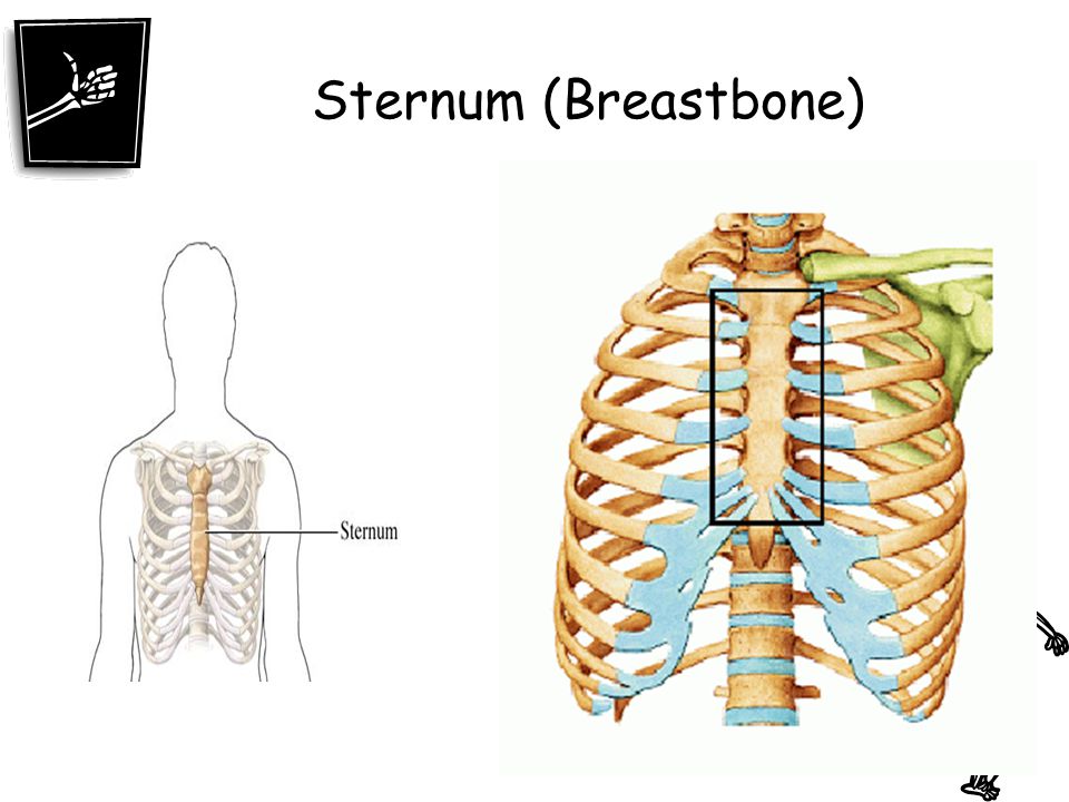Sternum (Breastbone)