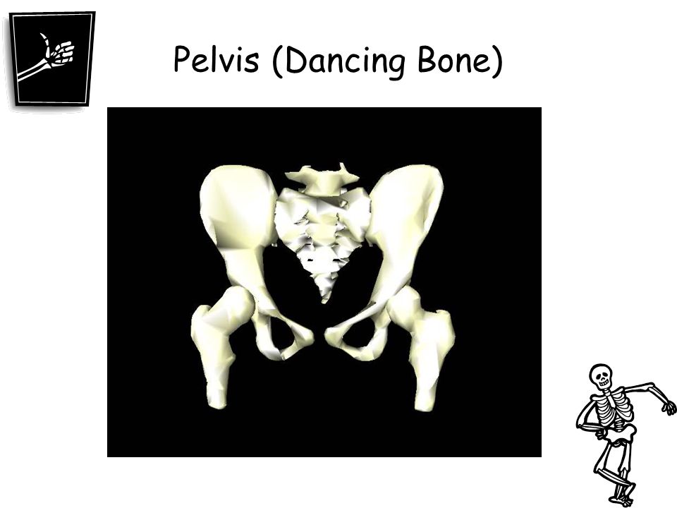 Pelvis (Dancing Bone)