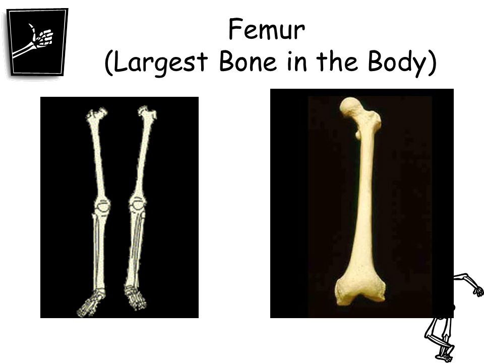 Large Boner