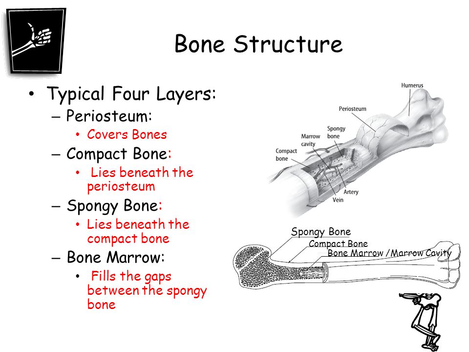 Bone Structure Typical Four Layers: Periosteum: Compact Bone: