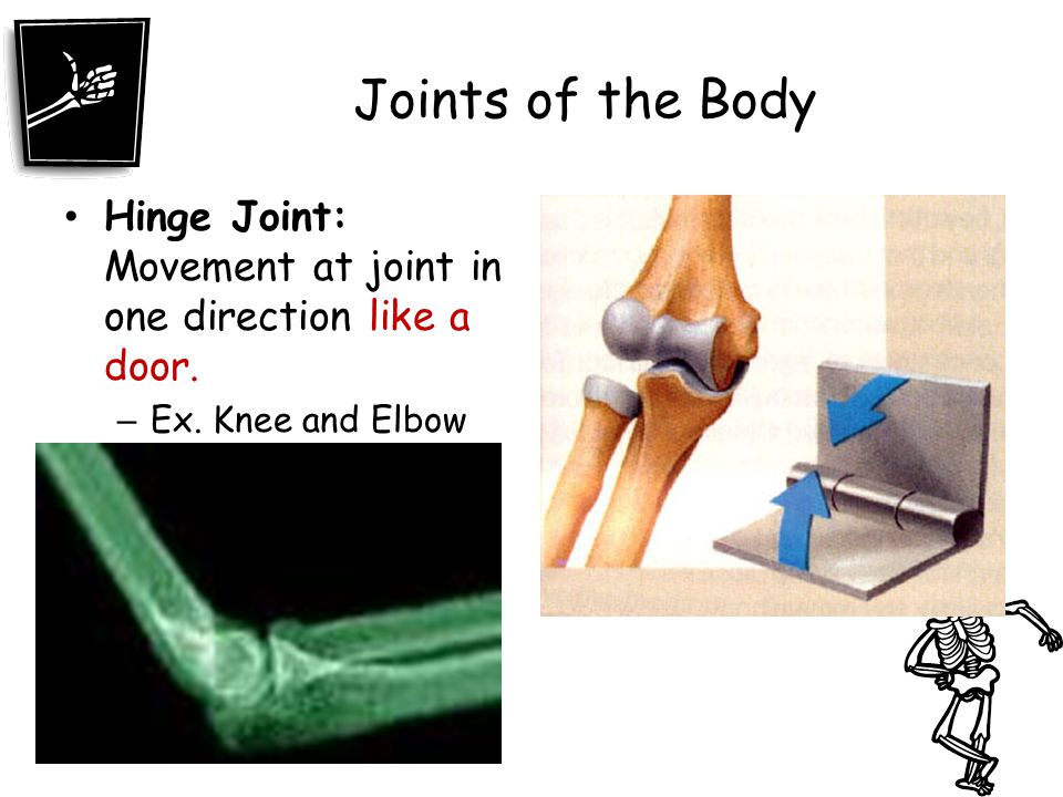 Joints of the Body Hinge Joint: Movement at joint in one direction like a door. Ex. Knee and Elbow
