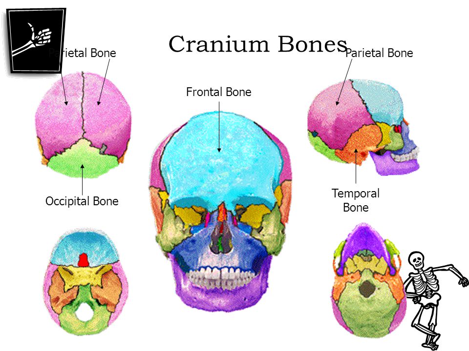 Cranium Bones Parietal Bone Parietal Bone Frontal Bone Temporal Bone