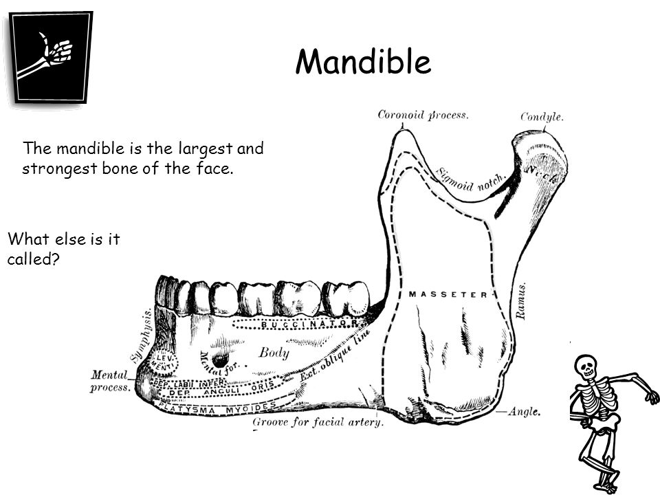 Mandible The mandible is the largest and strongest bone of the face.