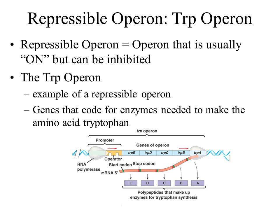 repressible operon