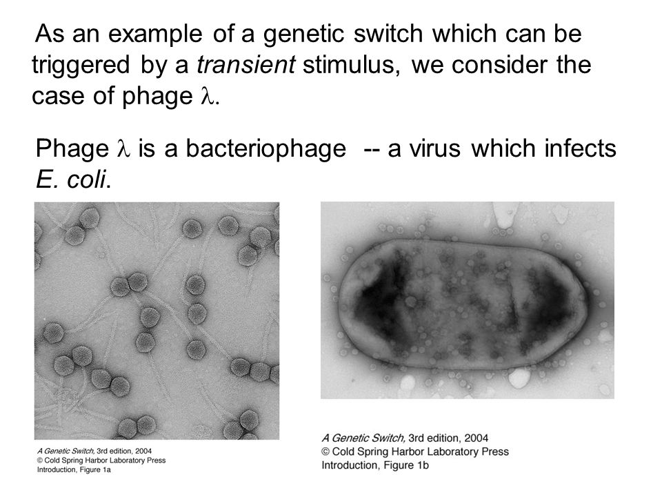 A genetic switch with memory: the lysis/lysogeny switch in phage  - ppt  video online download