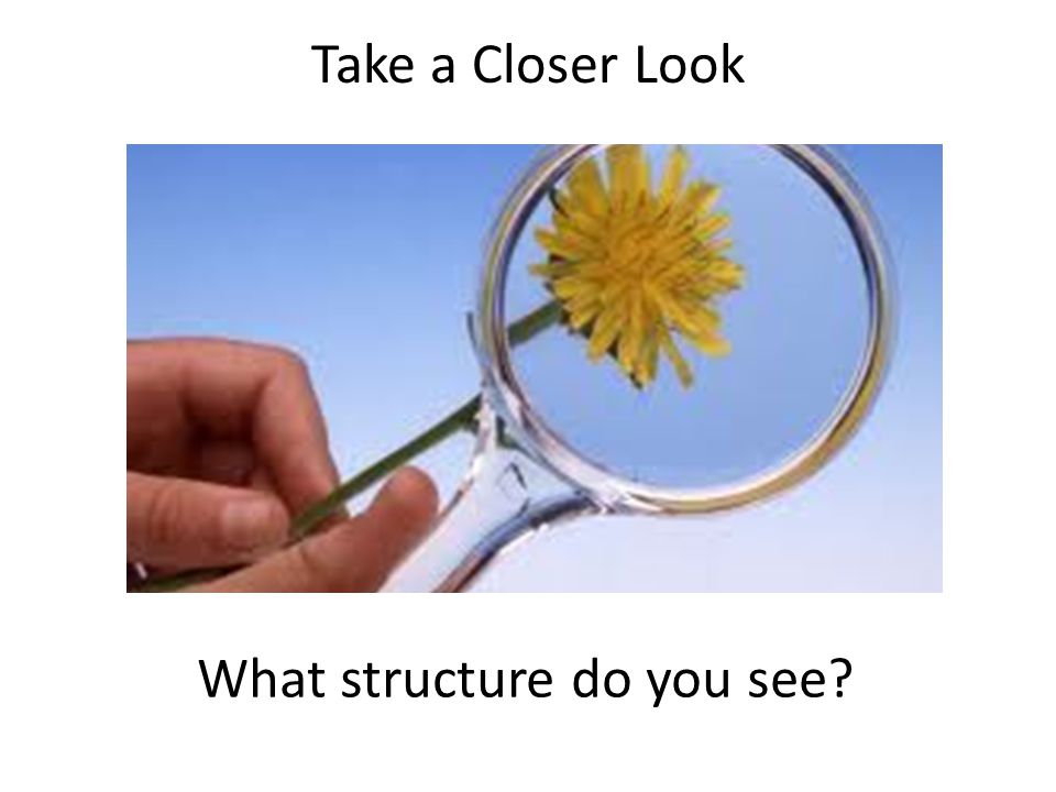 Take a Closer Look What structure do you see