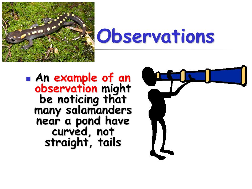 Observations An example of an observation might be noticing that many salamanders near a pond have curved, not straight, tails.