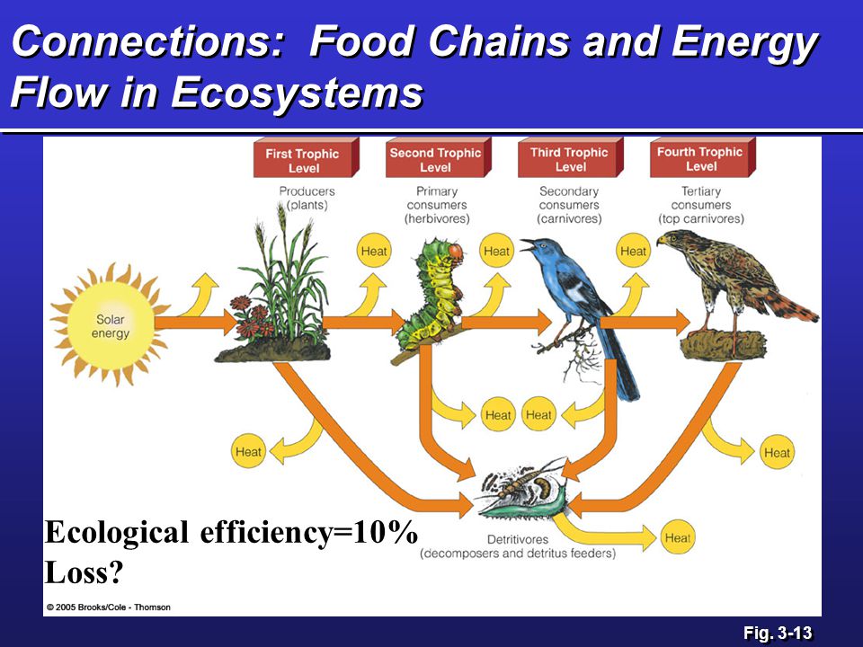 Food chain презентация