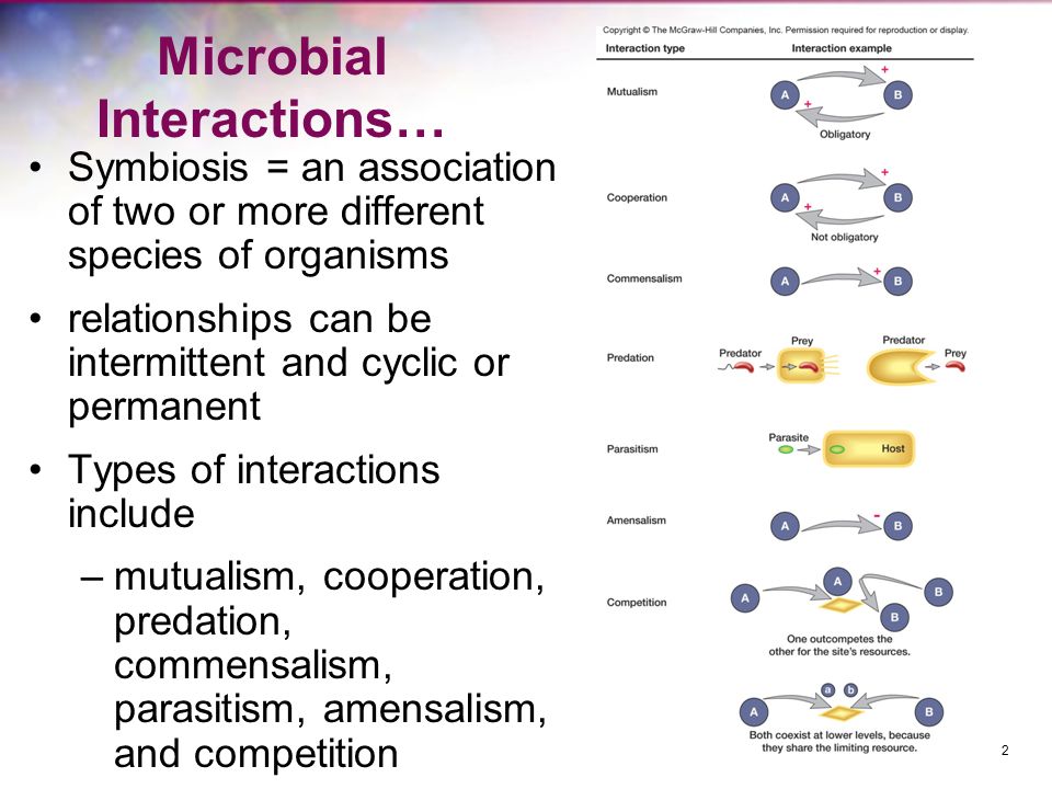 Microbial Interactions - ppt video online download