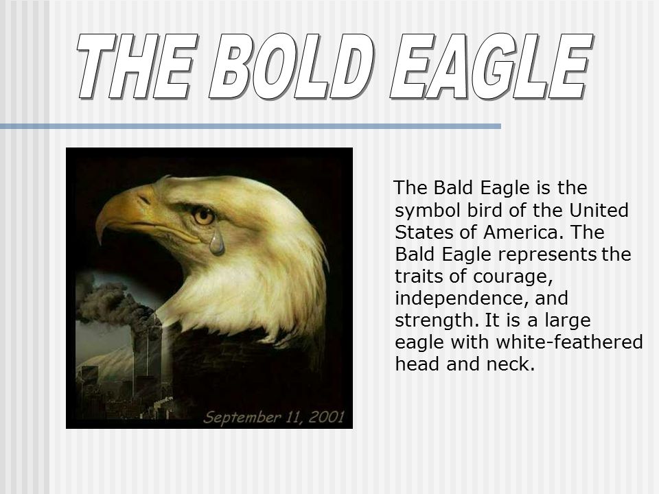 THE BOLD EAGLE