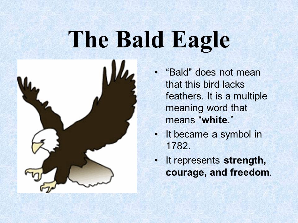 The Bald Eagle Bald does not mean that this bird lacks feathers. It is a multiple meaning word that means white.