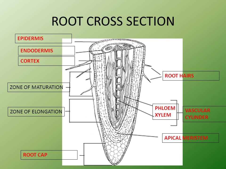 Root pooty
