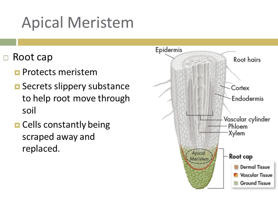 Apical Meristem Root cap Protects meristem