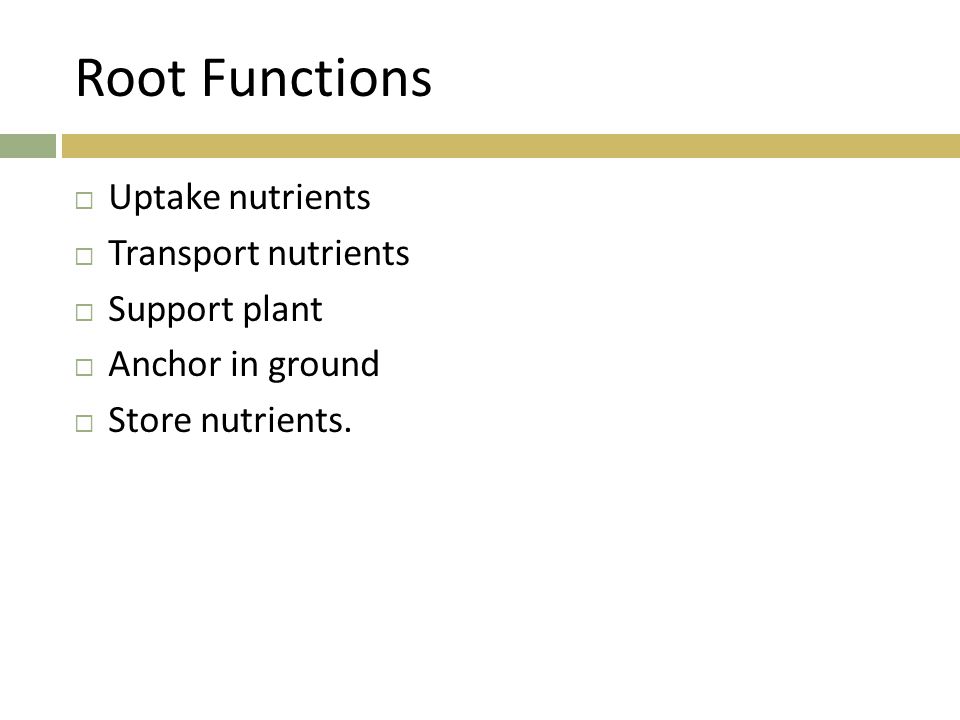 Root Functions Uptake nutrients Transport nutrients Support plant