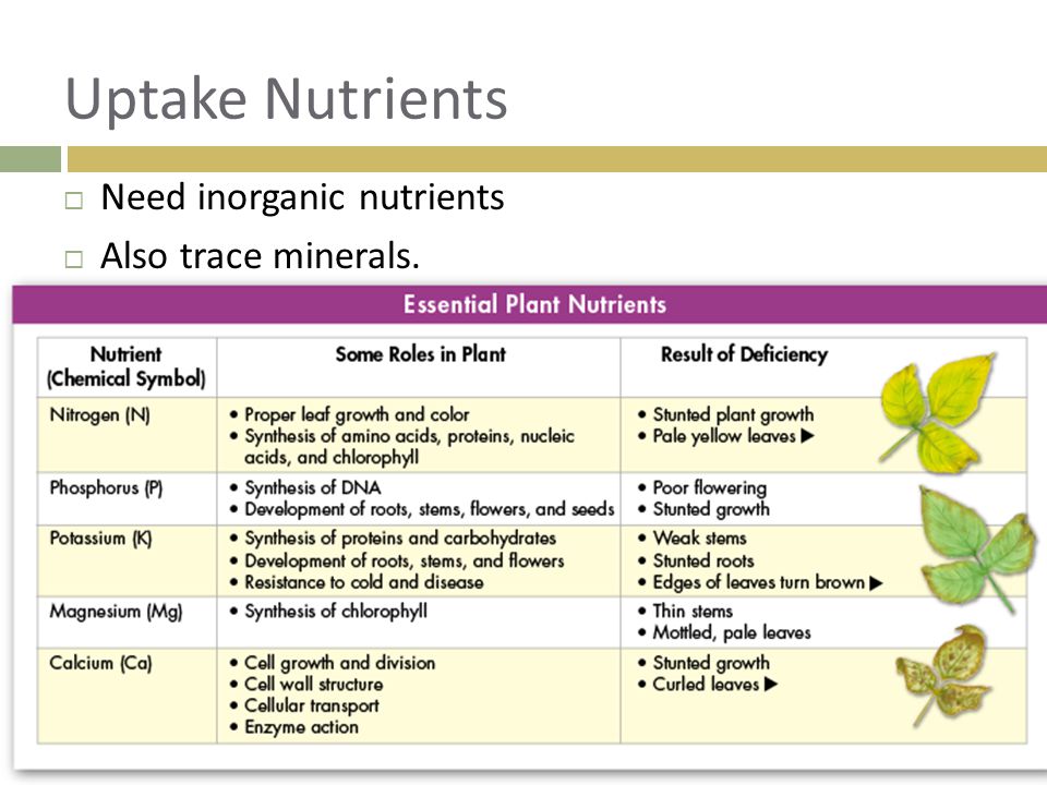 Uptake Nutrients Need inorganic nutrients Also trace minerals.
