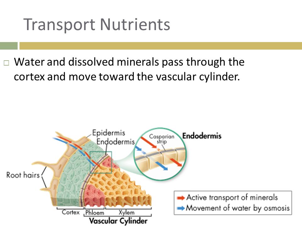 Transport Nutrients Water and dissolved minerals pass through the cortex and move toward the vascular cylinder.