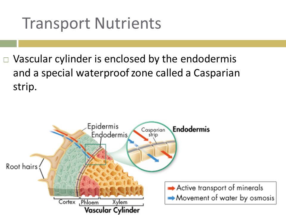 Transport Nutrients Vascular cylinder is enclosed by the endodermis and a special waterproof zone called a Casparian strip.