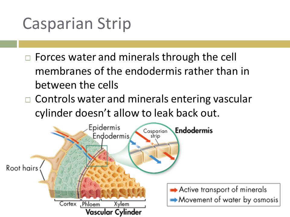 Casparian Strip Forces water and minerals through the cell membranes of the endodermis rather than in between the cells.