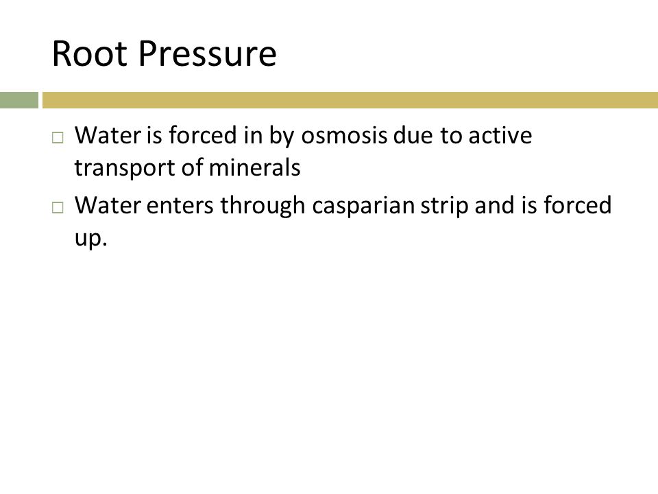 Root Pressure Water is forced in by osmosis due to active transport of minerals.