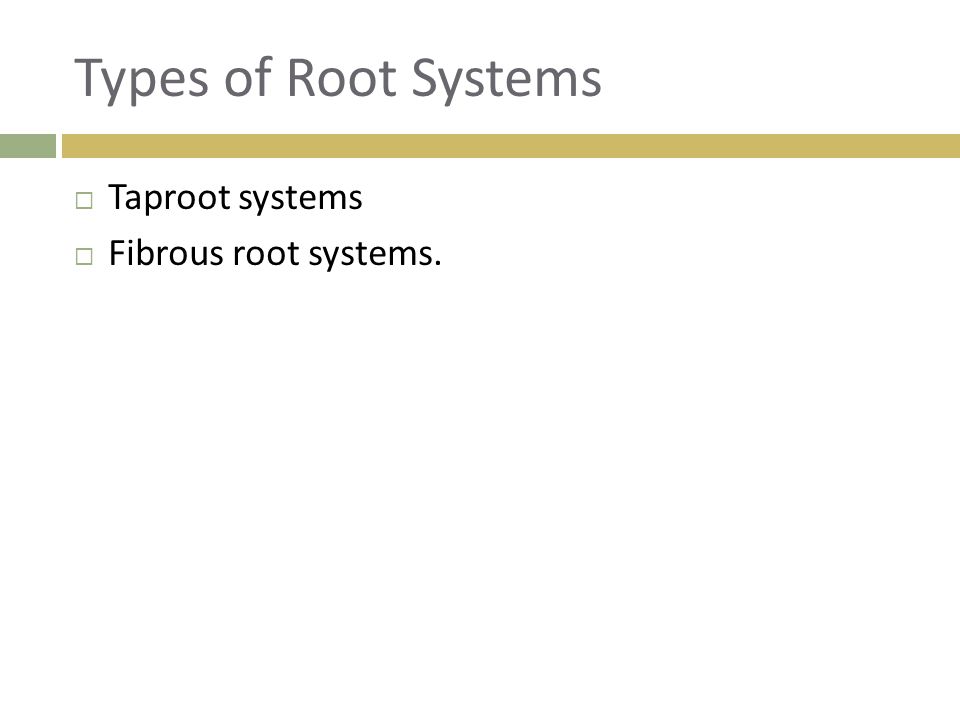 Types of Root Systems Taproot systems Fibrous root systems.